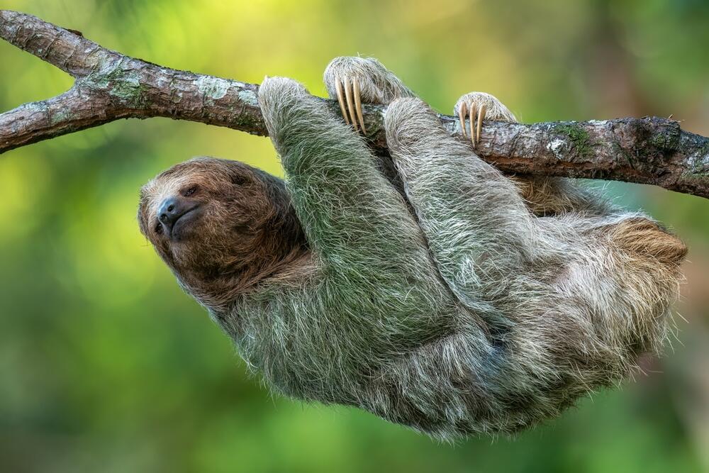 A brown-throated sloth clinging to a tree branch (Photo: Lukas Gogh/Shutterstock) עצלן חום-גרון נאחז בענף של עץ
