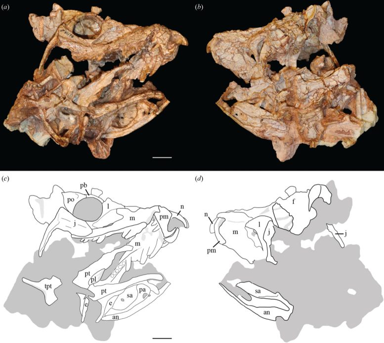 Skull of Eosphorosuchus Lacrimosa