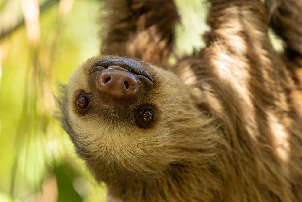 Hoffmann's two-toed sloth in Costa Rica (Photo: Luciana Smania/Shutterstock) עצלן דו-אצבע של הופמן בקוסטה ריקה