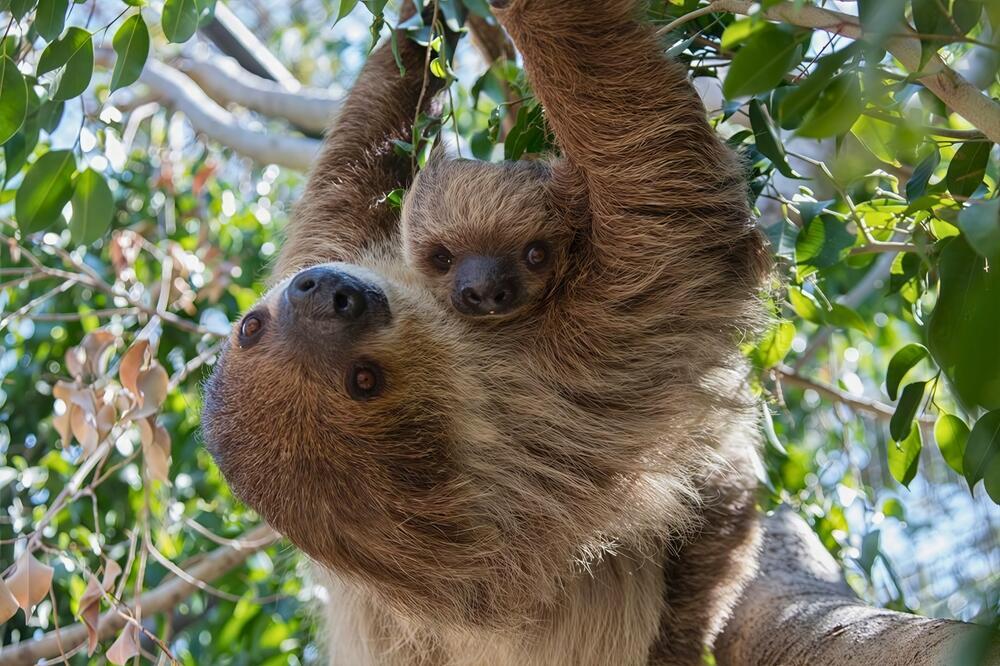 A female sloth with her offspring (Photo: Martens Coyotes/Shutterstock) נקבת עצלן עם הגור שלה