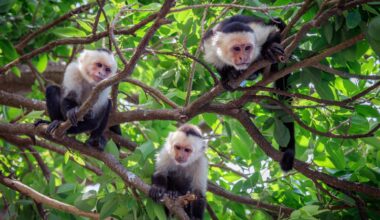 Three capuchin monkeys on tree