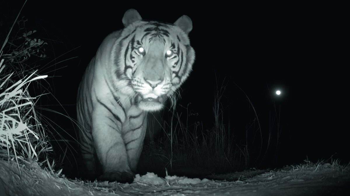 Picture Shows: Infrared camera trap image of an unidentified patrolling male tiger, Western Nepal.
