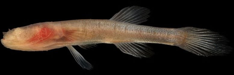 Typhlichthys subterraneus