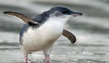 Real estate agents censured for failing to reveal coastal home’s penguin protection plan