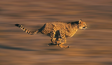 A cheetah can go from a standstill to about 60 miles an hour in roughly three seconds, out-accelerating many sports cars, but it can't hold that speed for long