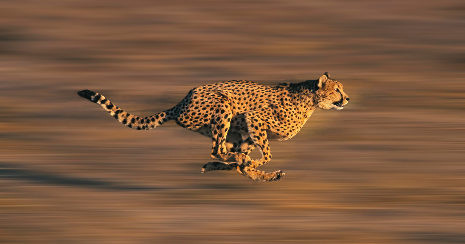 A cheetah can go from a standstill to about 60 miles an hour in roughly three seconds, out-accelerating many sports cars, but it can't hold that speed for long