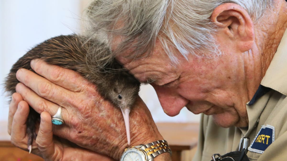 Whangārei bird rescue founders fined by DoC after social media post reveals member of public holding a kiwi