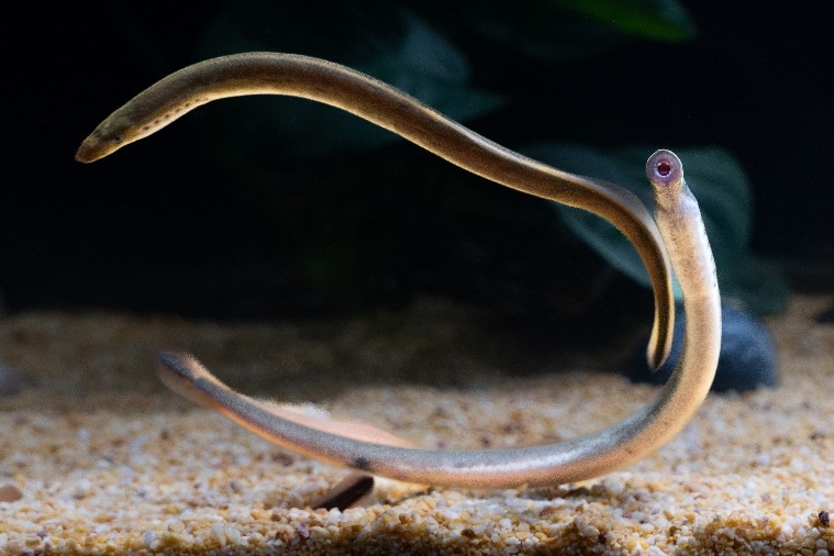 Lamprey Brain Atlas Uncovers Ancestral Blueprint of Vertebrate Brain----Chinese Academy of Sciences