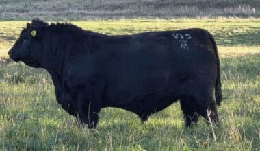 Marlborough Angus bull sets new national record with $168,000 sale