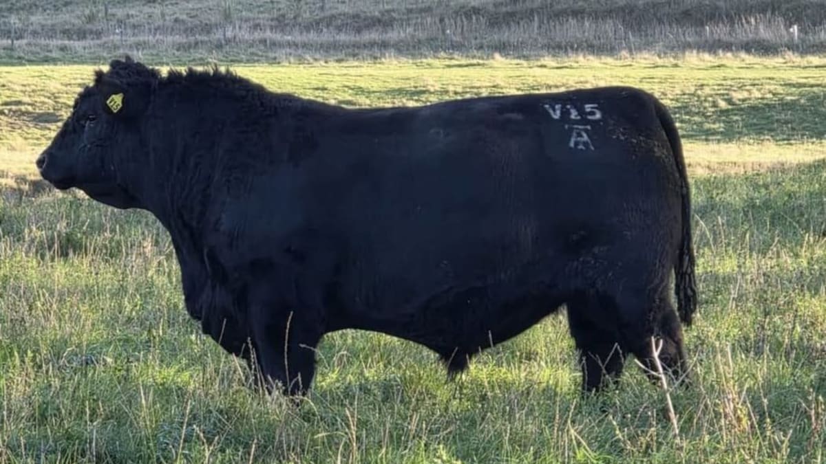 Marlborough Angus bull sets new national record with $168,000 sale