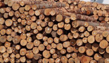 Overseas buyer snaps up another Hawke’s Bay farm for forestry conversion