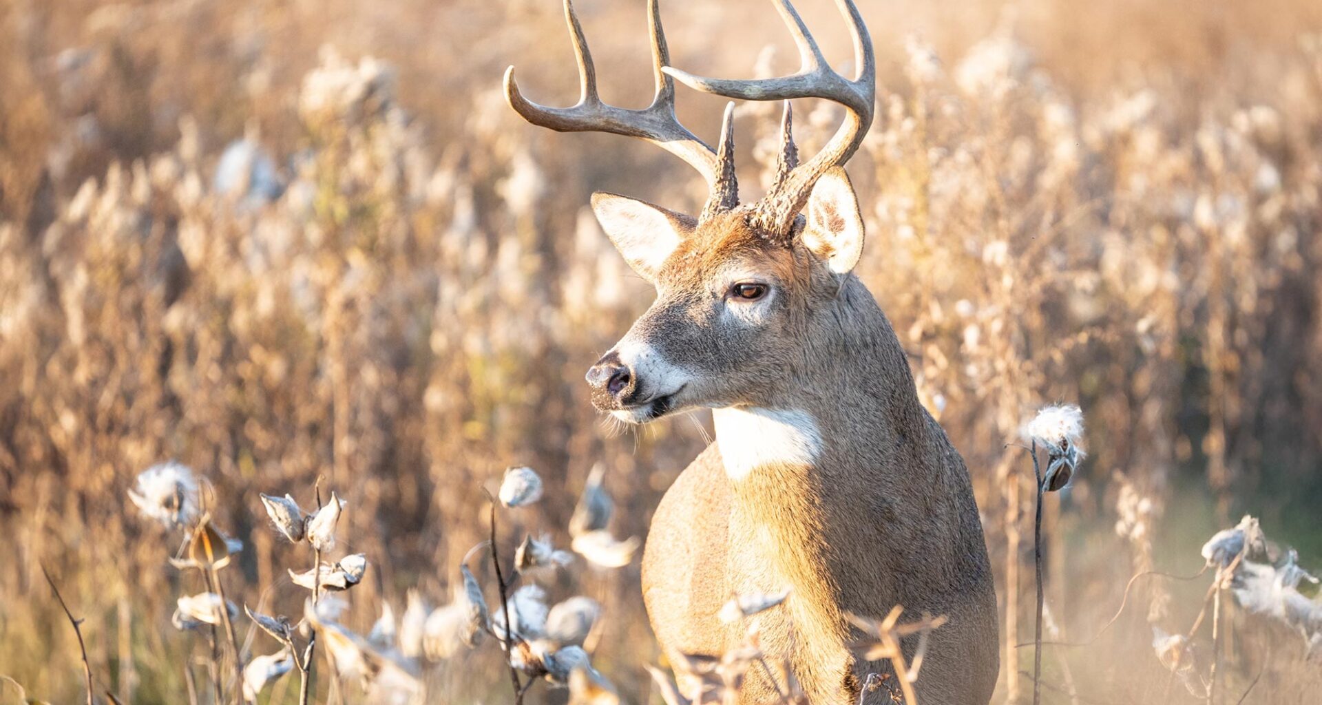 White Tailed Deer (Odocoileus virginianus) Buck Antlers