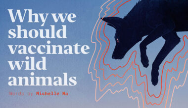 Why we should vaccinate wild animals
