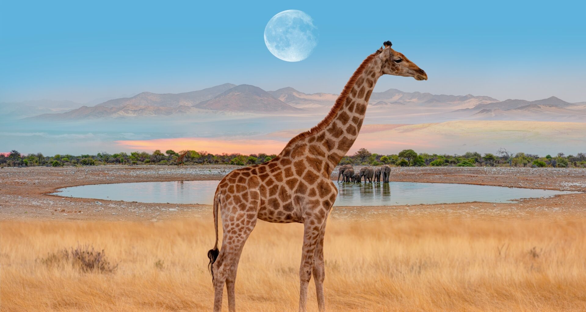 World Giraffe Day shines a light on a silent decline