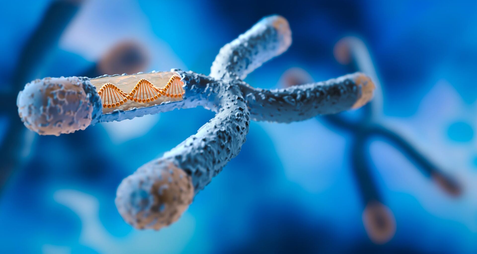 X Chromosome DNA Strand