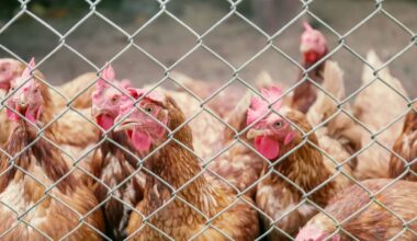 MPI, DOC officials working with poultry industry after avian bird flu detected in Australia