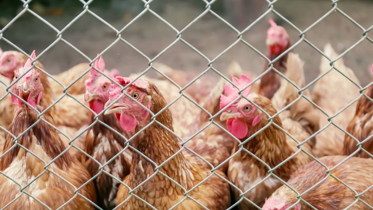 MPI, DOC officials working with poultry industry after avian bird flu detected in Australia