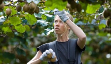 New Zealand kiwifruit growers celebrate biggest-ever crop and export boom