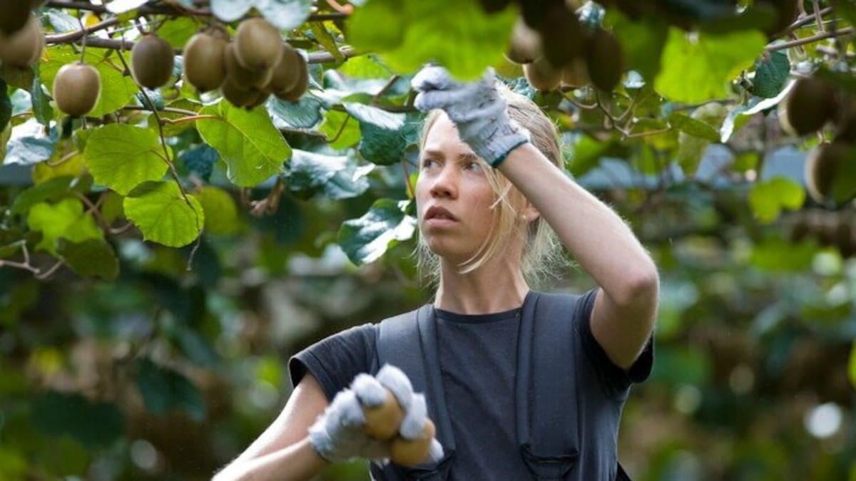 New Zealand kiwifruit growers celebrate biggest-ever crop and export boom