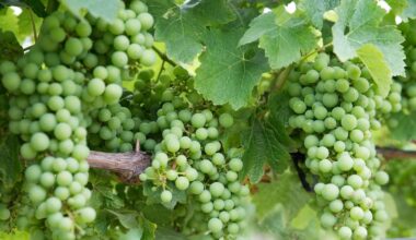Delegat lifts earnings guidance on strong global wine sales