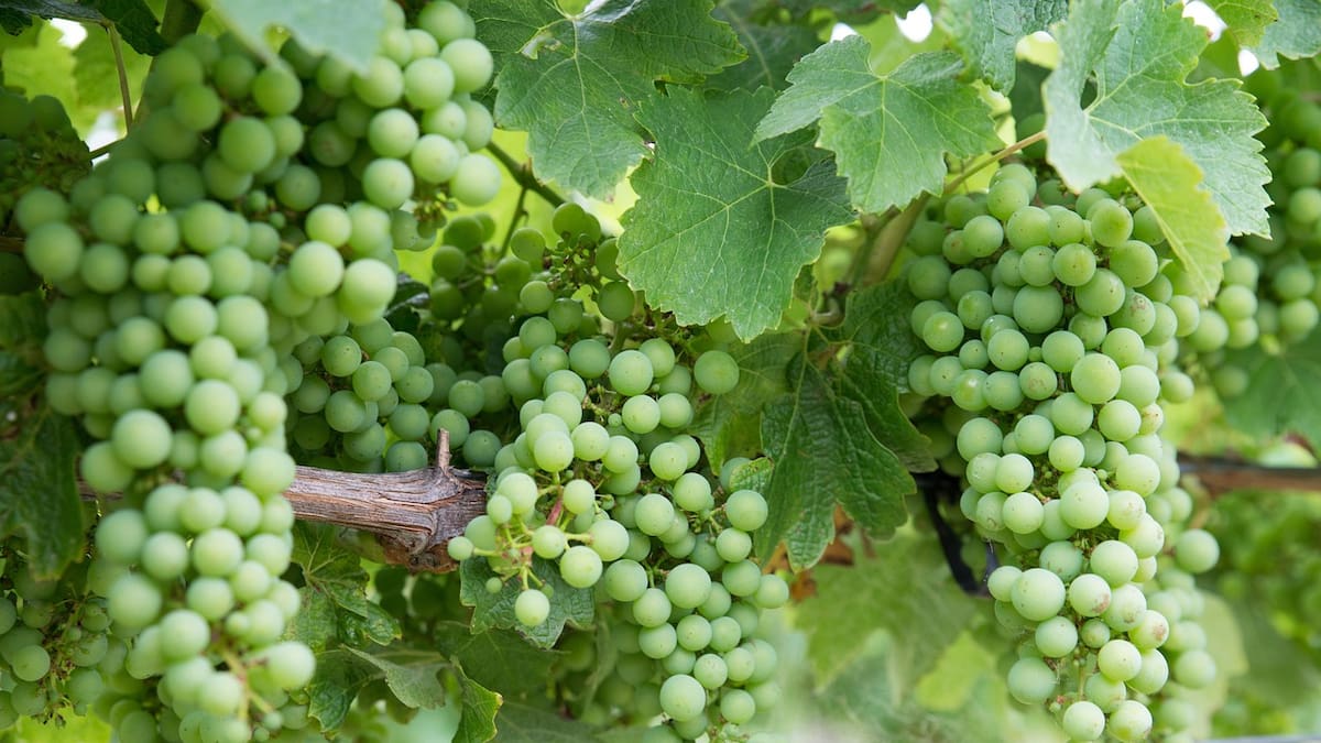 Delegat lifts earnings guidance on strong global wine sales