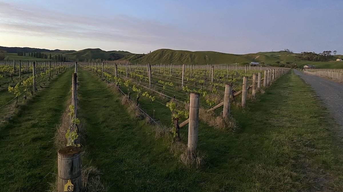 Te Awanga Estate Vineyard and restaurant bought after liquidation