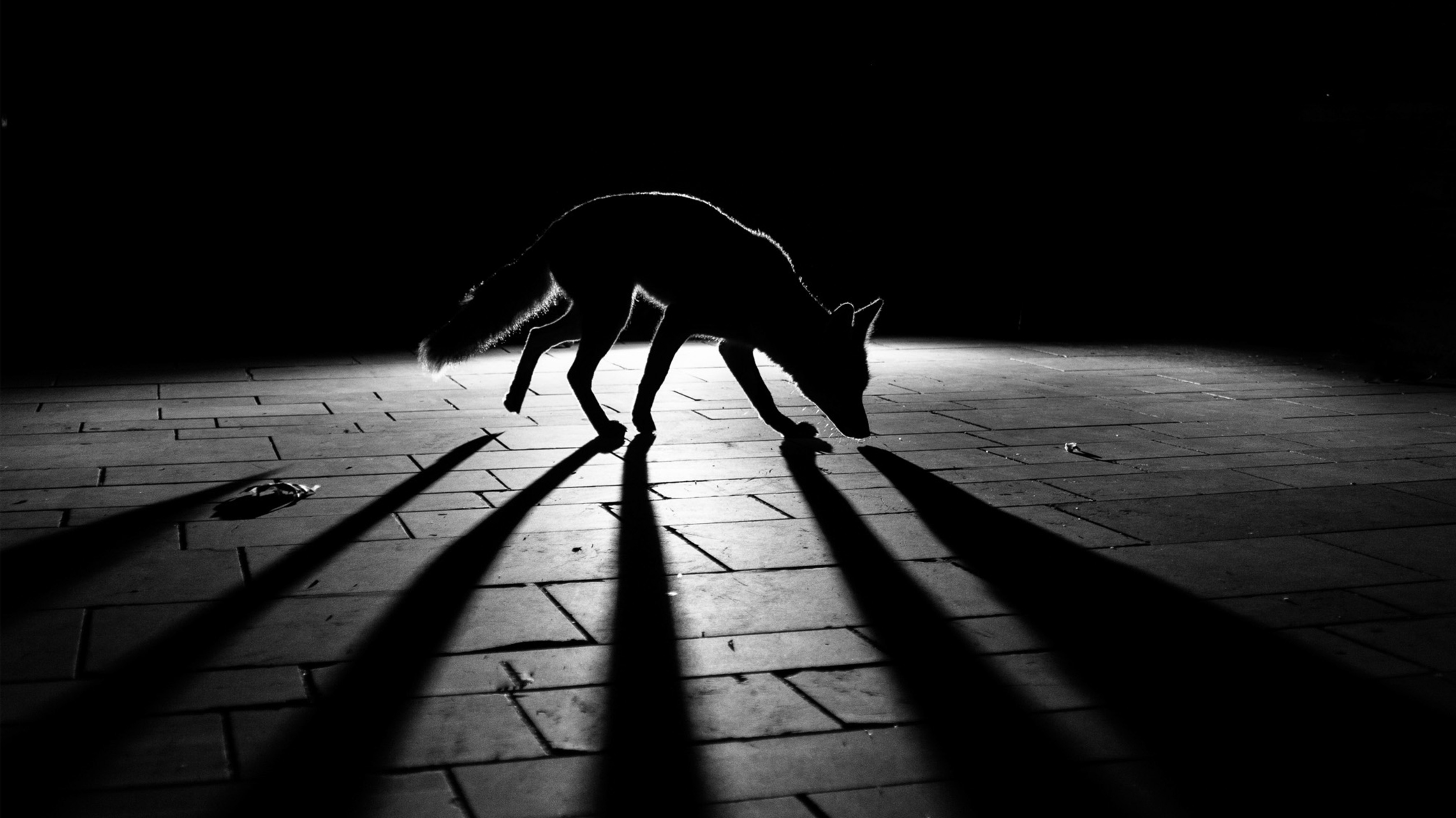 silhouette of fox.