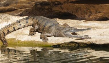 Company apologises for 'unacceptable' croc incident joke