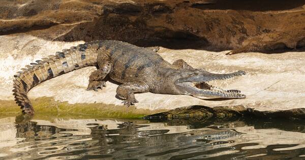 Company apologises for 'unacceptable' croc incident joke