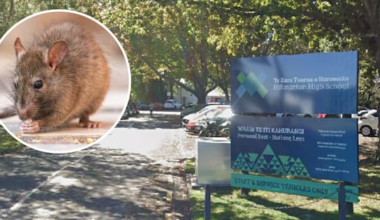 Christchurch school closed after rodents chew fibre cable