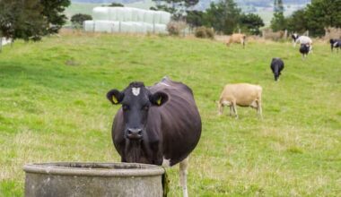 Waihi dairy farmer fined $39,000 over effluent discharge