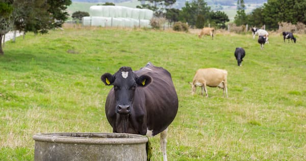 Waihi dairy farmer fined $39,000 over effluent discharge