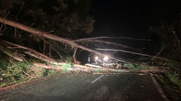 A fallen tree in the Porirua area 