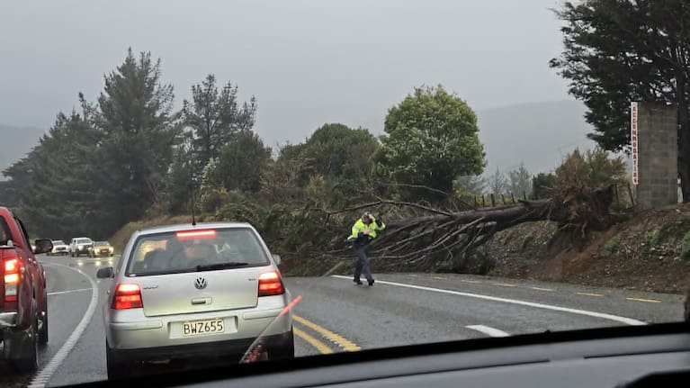 A fallen tree on SH2 near Kaitoke. Source: Lillian Pak