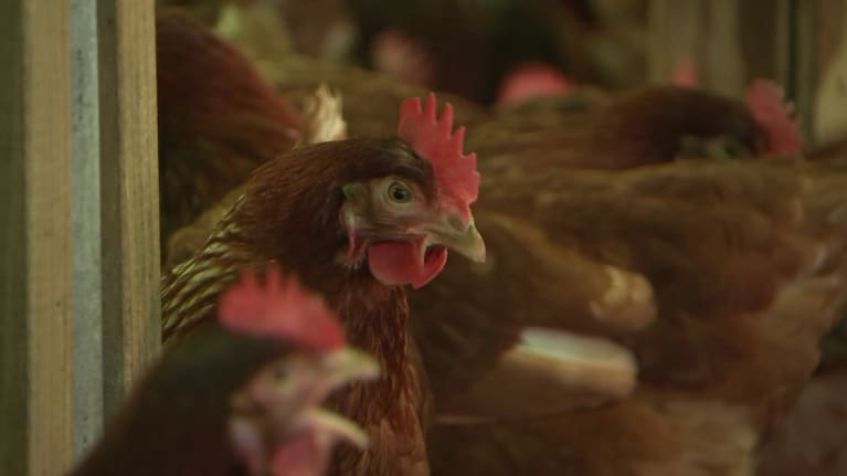 A flock of chickens on a chicken farm in Carterton.