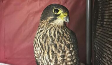 Injured kārearea saved by South Island 'falcon taxi' relay