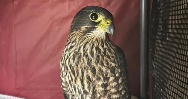 Injured kārearea saved by South Island 'falcon taxi' relay