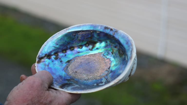 A paua shell.