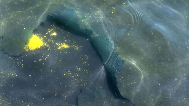 A peeling section of blue coating is seen in the Lincoln Memorial Reflecting Pool, Saturday, June 20, 2026, in Washington.