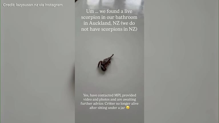 A scorpion in the bathroom of an Auckland family