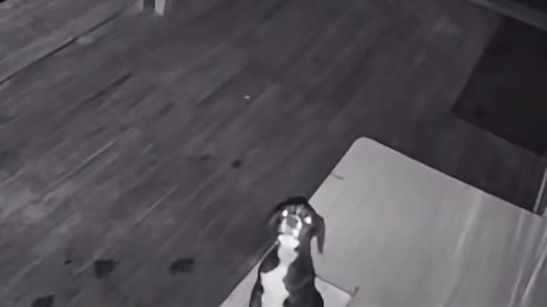 A screengrab from CCTV of the puppy left out the SPCA in Gisborne.