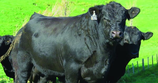 Record falls twice in a week as Angus bull sells for $220,000