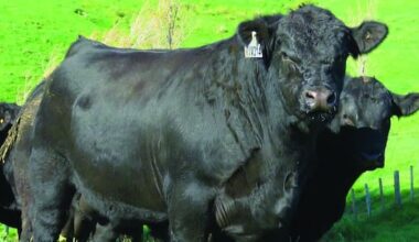 'Magnificent animal': Record bull part of family's legacy