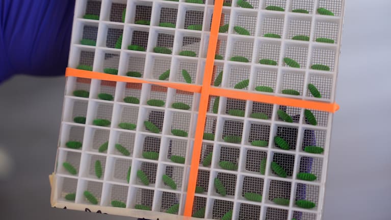 A test container of dyed fly pupae are displayed at a Domestic New World Screwworm Sterile Fly Production Facility to combat the northward spread of NWS and protect American livestock, in Edinburg, Texas