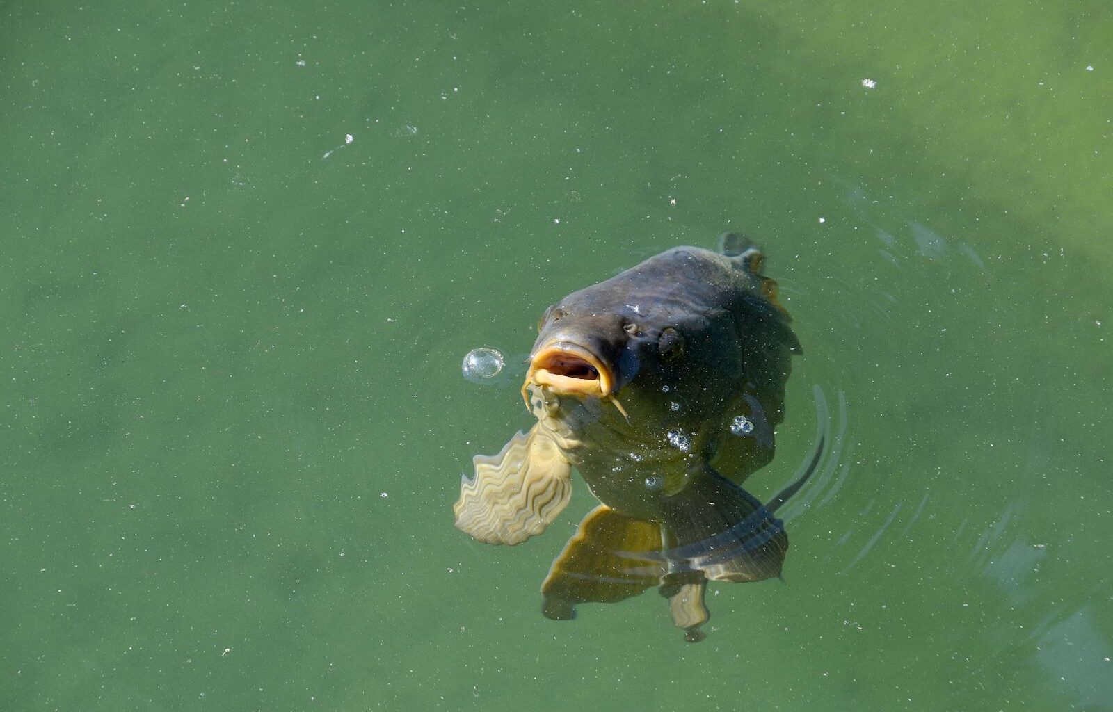 A tongue-eating louse called Cymothoa exigua swims into a fish's gills, latches onto its tongue, drinks the blood until the tongue withers and falls off, and then spends the rest of its life acting as a functional replacement tongue the fish uses normally to eat.