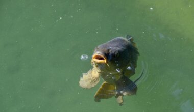 A tongue-eating louse called Cymothoa exigua swims into a fish's gills, latches onto its tongue, drinks the blood until the tongue withers and falls off, and then spends the rest of its life acting as a functional replacement tongue the fish uses normally to eat.