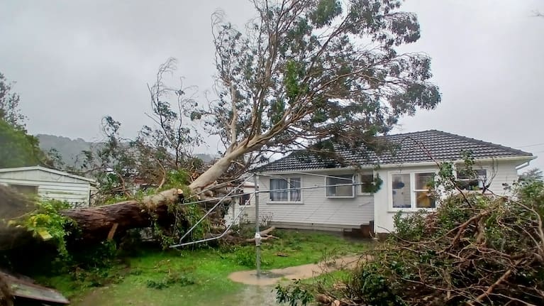 A tree fallen on property in Wainuiomata, Lower Hutt 