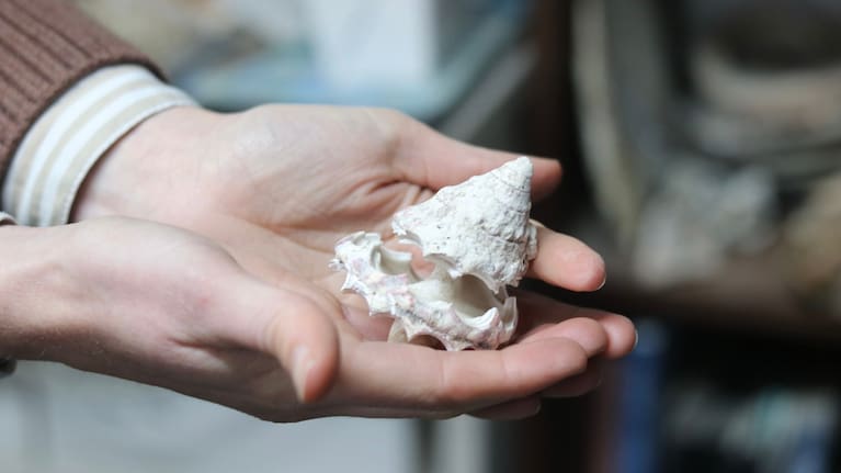 A trochus shell used to create buttons at Ocean Shell Ltd.