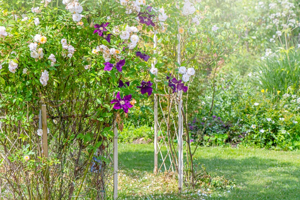purple summer flowering clematis and english roses climbing over a wrought iron pergola or gazebo