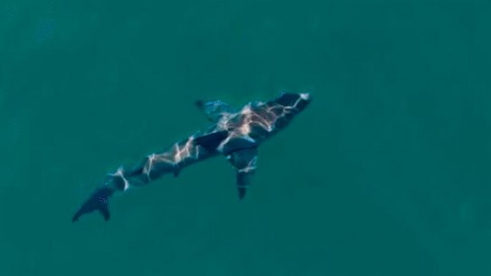 The shark spotted by a drone in the moments after the attack at Coogee on Saturday.
